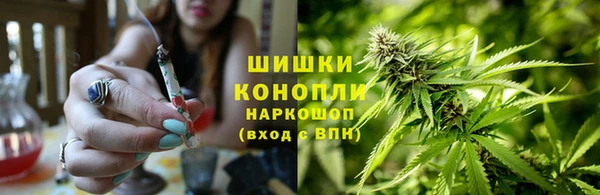 сатива Беломорск