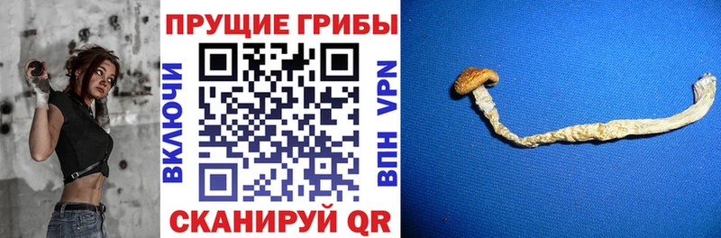 Галлюциногенные грибы Psilocybine cubensis  OMG зеркало  Чекалин 